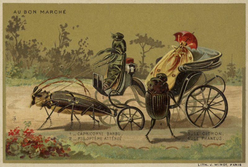Au Bon Marche卡片以拟人昆虫为特色 作者 法语学校