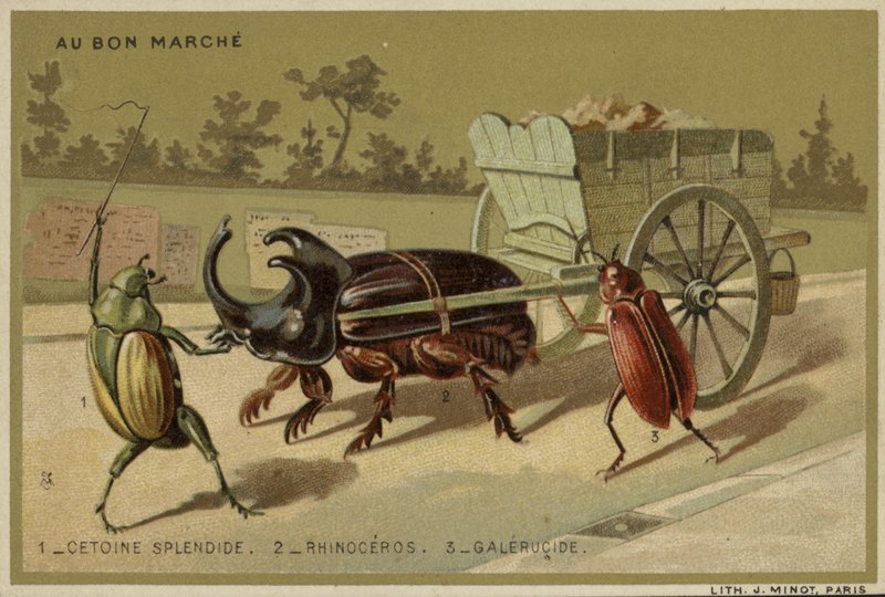 Au Bon Marche卡片以拟人昆虫为特色 作者 法语学校