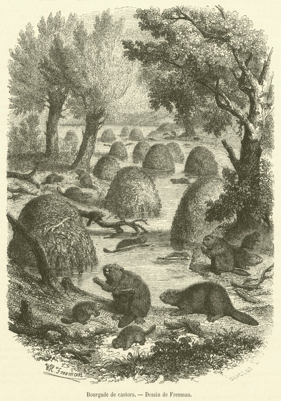 Bourgade de castors (雕刻) 作者 法语学校