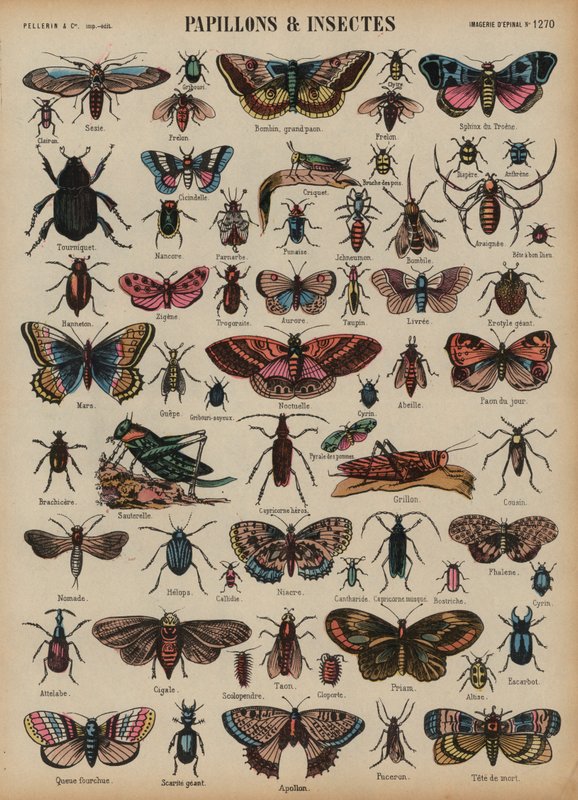 Butterflies and other insects (coloured engraving) 作者 法语学校