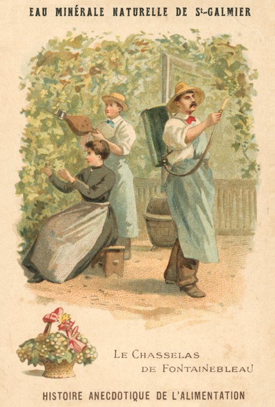 Chasselas de Fontainebleau 葡萄 (chromolitho) 作者 法语学校