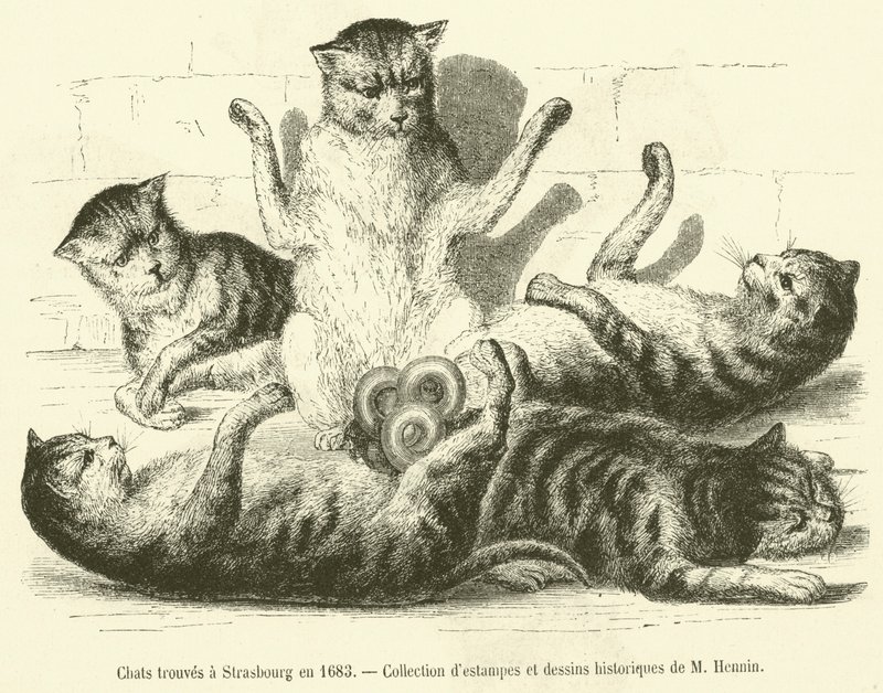 1683年在斯特拉斯堡发现的猫（雕版画 作者 法语学校