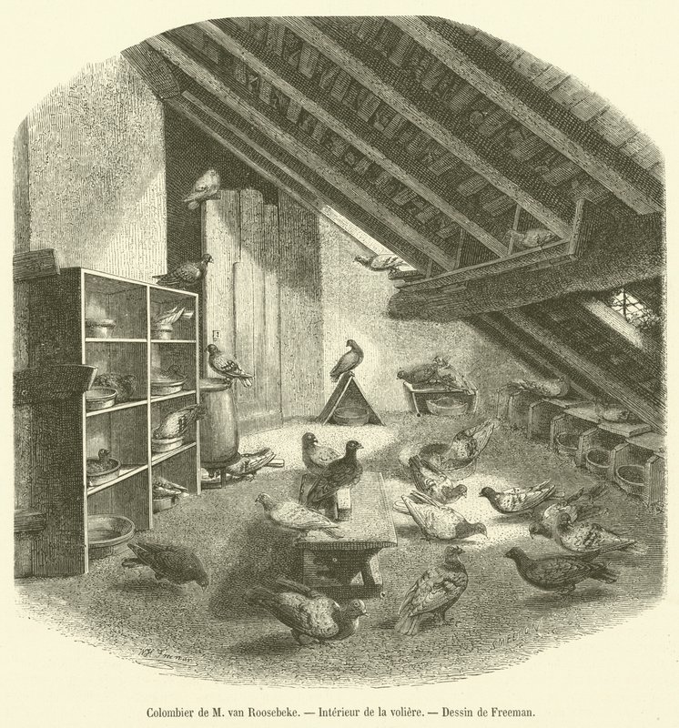 Colombier de M van Roosebeke，Interieur de la aviary（雕刻） 作者 法语学校