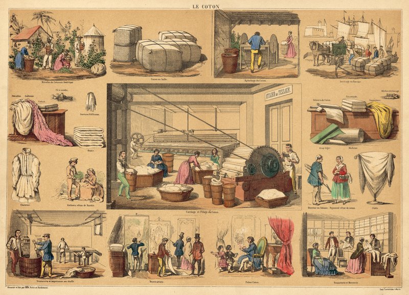 Cotton (coloured engraving) 作者 法语学校