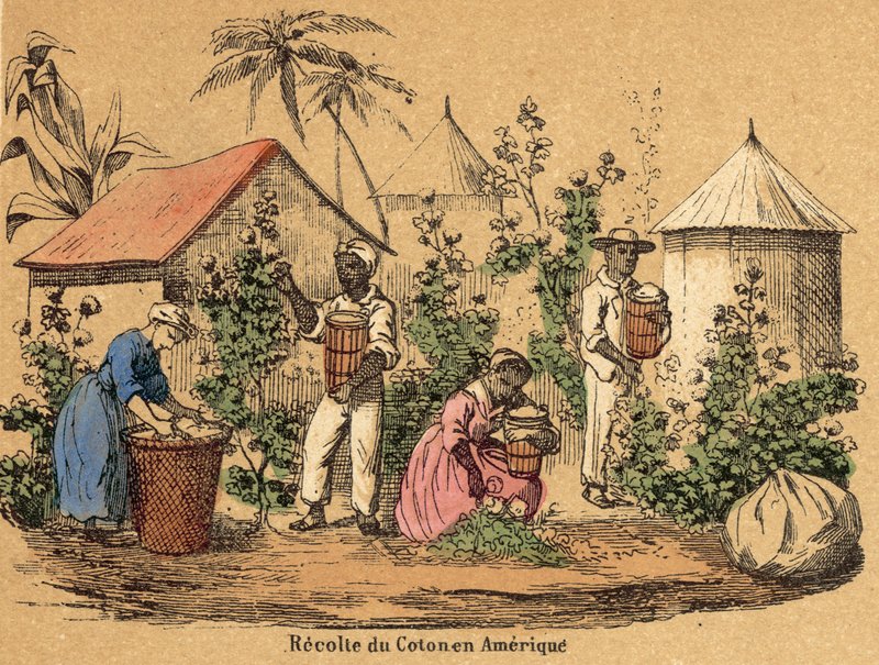 Cotton (coloured engraving) 作者 法语学校