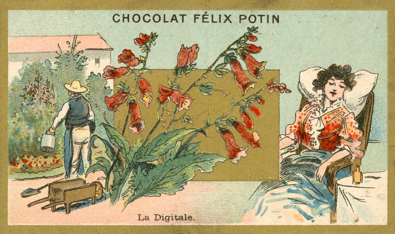 Digitalis (chromolitho) 作者 法语学校