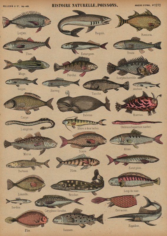 Fish (coloured engraving) 作者 法语学校