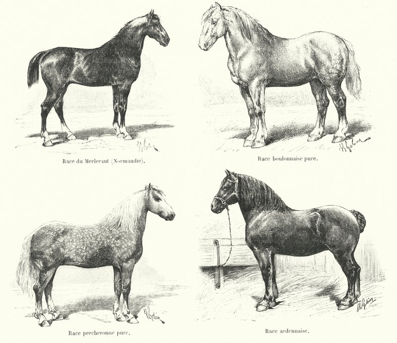 四个法国马种：梅勒罗（Merlerault）、布隆内（Boulonnaise）、佩歇龙（Percheronne）、阿登纳（Ardennaise）（雕刻 作者 法语学校