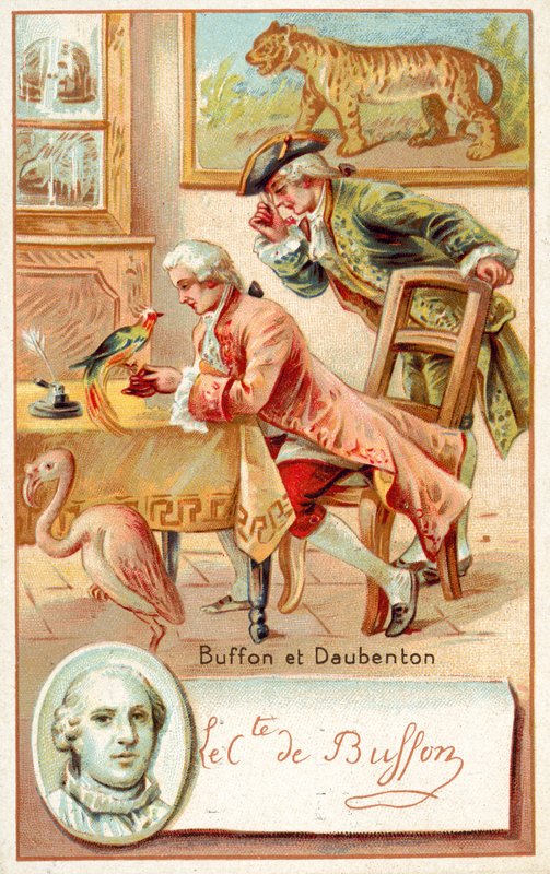 Georges-Louis Leclerc, Comte de Buffon, and Louis-Jean-Marie Daubenton, French naturalists (chromolitho) 作者 法语学校