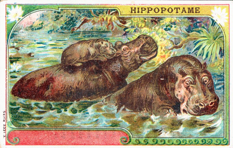 Hippopatamus家族 作者 法语学校