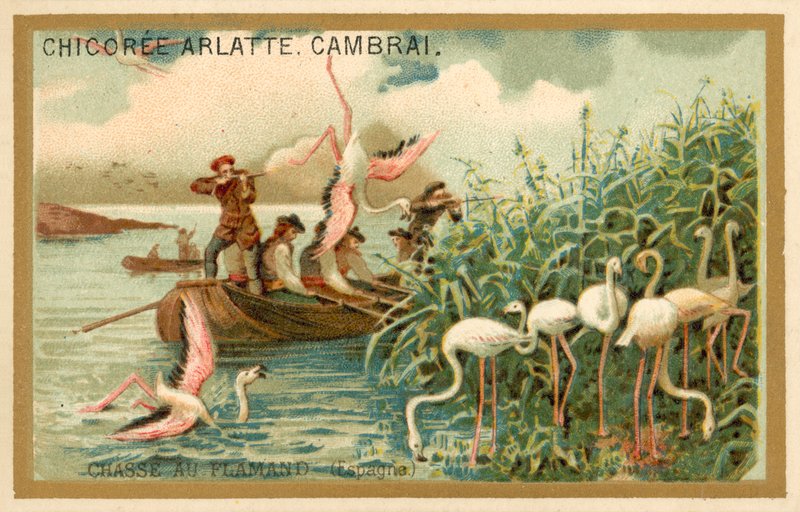 Hunting flamingos, Spain (chromolitho) 作者 法语学校