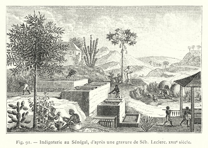 Indigoterie au Senegal, d