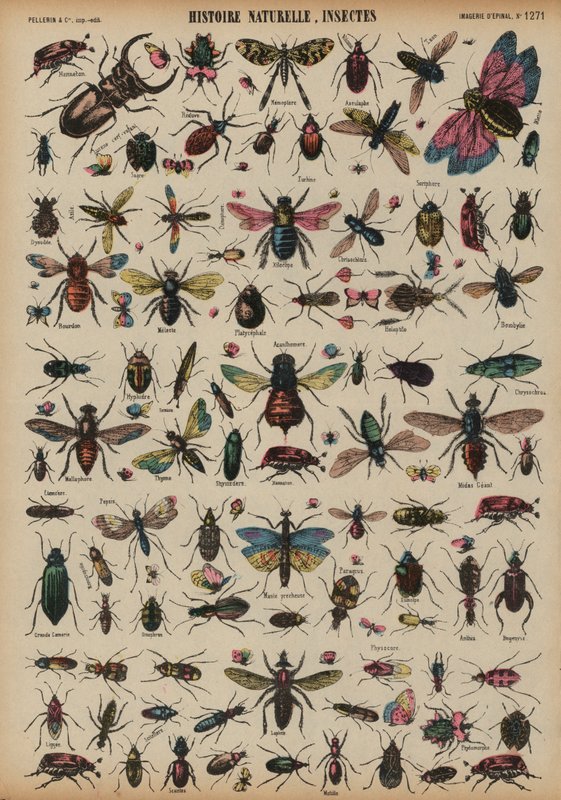 Insects (coloured engraving) 作者 法语学校