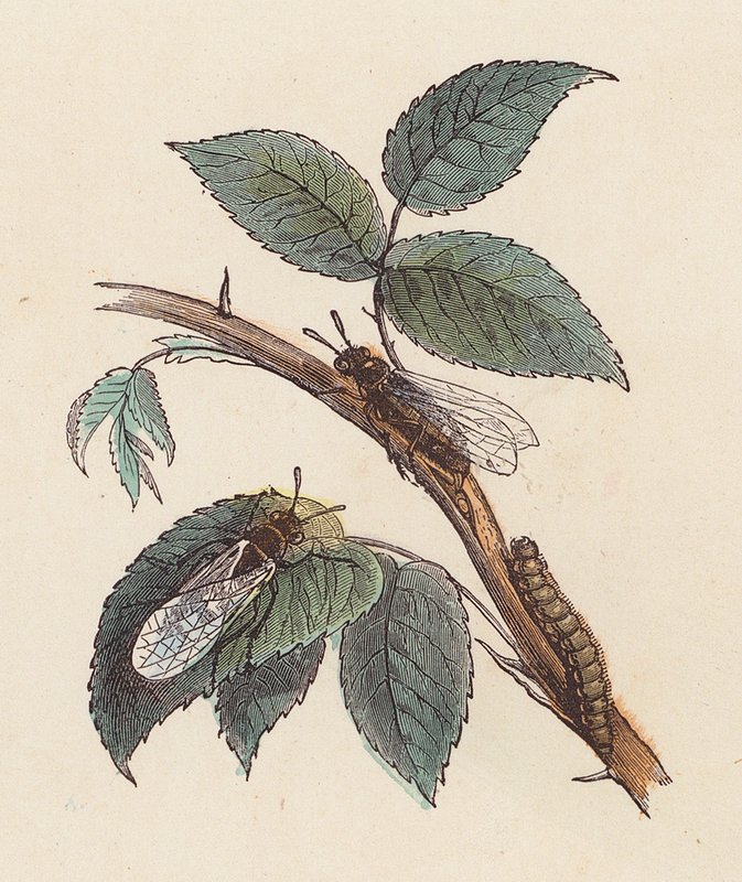 植物上的昆虫和毛毛虫（彩色雕刻） 作者 法语学校