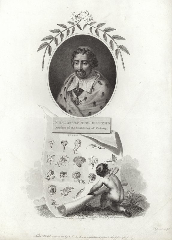 Tournefort的Joseph Pitton 作者 法语学校