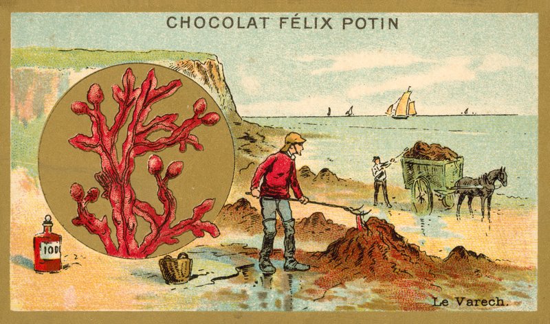海带(chromolitho) 作者 法语学校