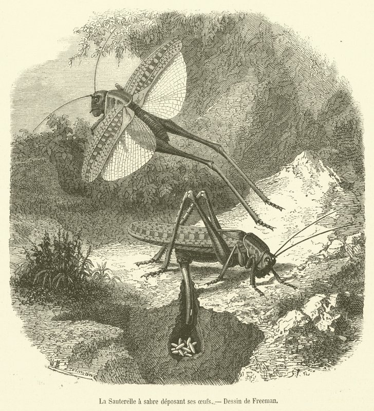La Sauterelle a sabre deposant ses oeufs (engraving) 作者 法语学校