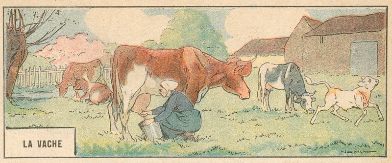 La Vache（彩色成员） 作者 法语学校