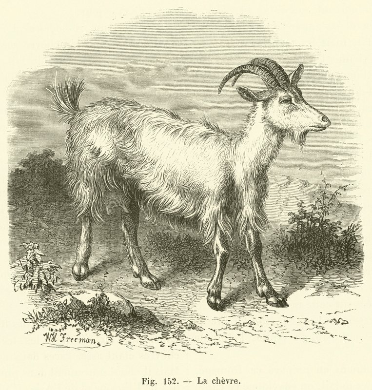 La chevre (engraving) 作者 法语学校