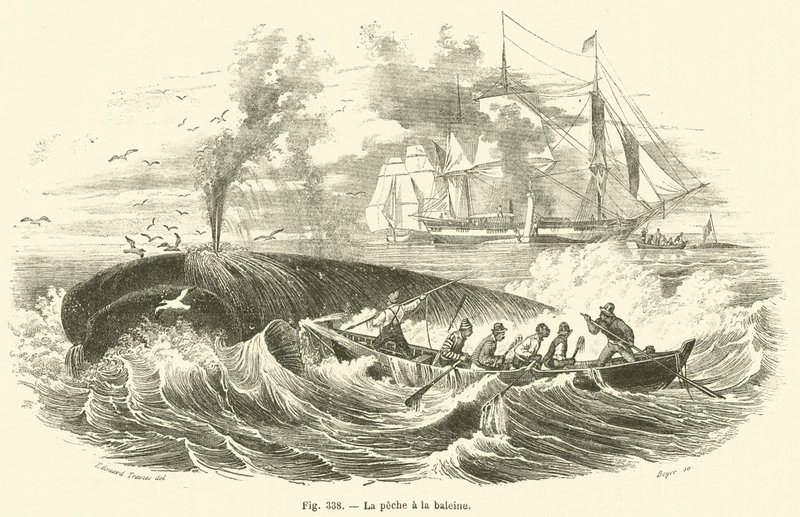 La peche a la baleine (engraving) 作者 法语学校