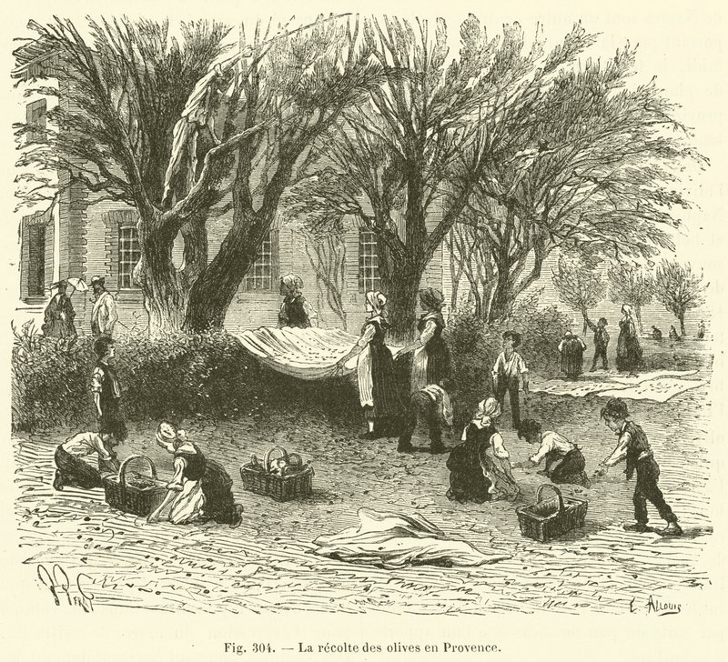 La recolte des olives en Provence (engraving) 作者 法语学校