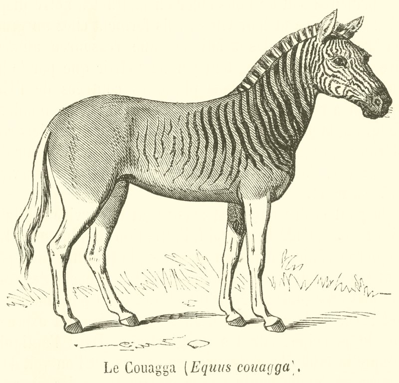 Le Couagga, Equus couagga (雕刻) 作者 法语学校