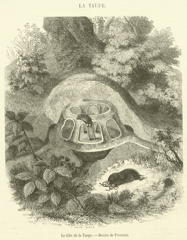 Gite de la Taupe（雕刻） 作者 法语学校