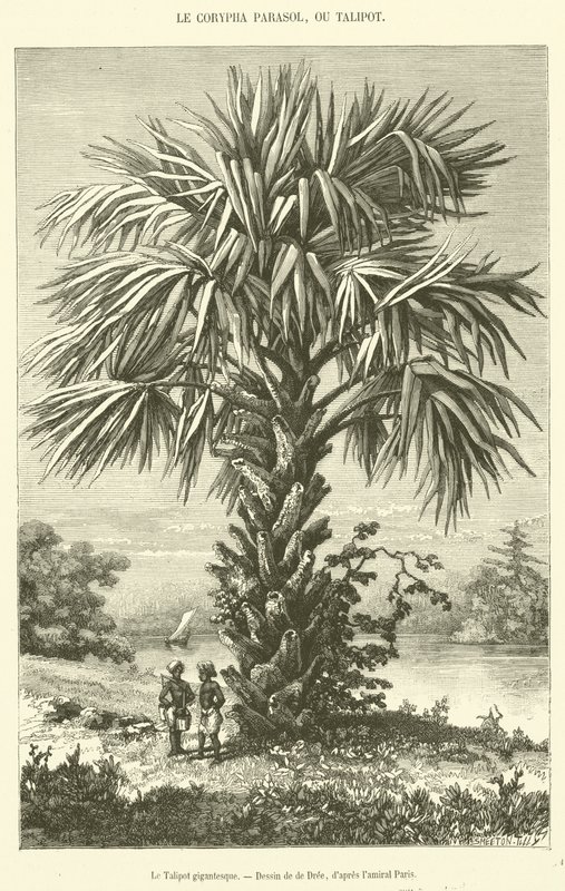 Le Talipot gigantesque (engraving) 作者 法语学校