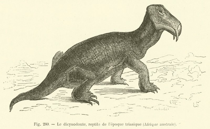 Le dicynodonte, reptile de l