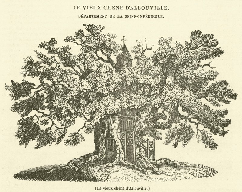 Le vieux chene d
