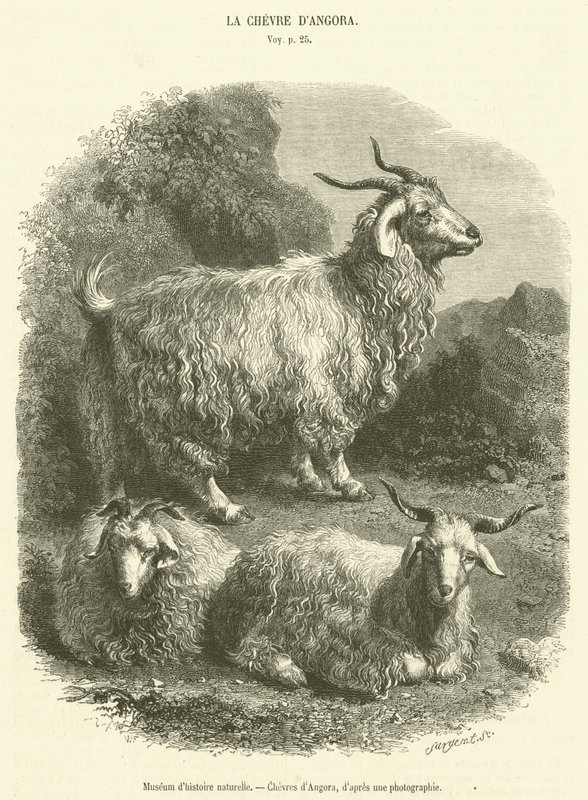 自然历史博物馆，Chevres d