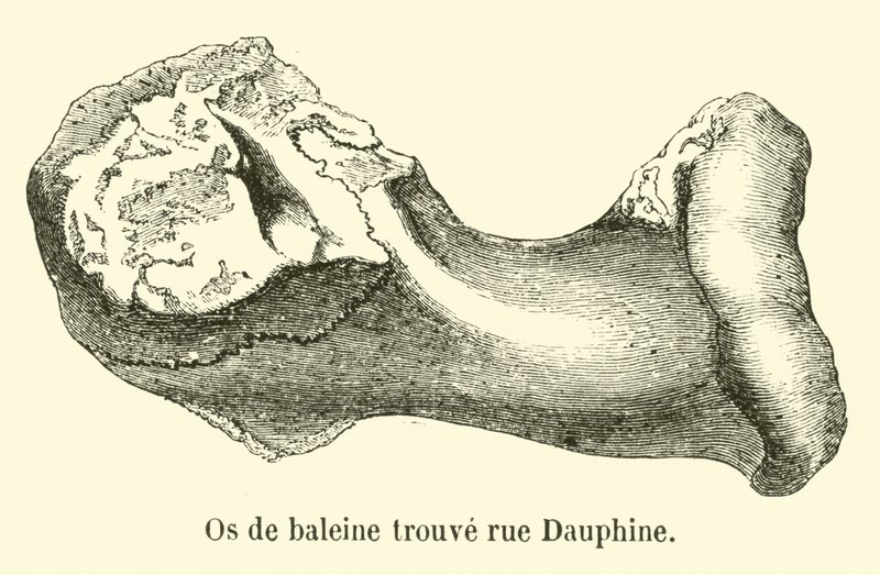 鲸鱼骨头发现了Dauphine 作者 法语学校