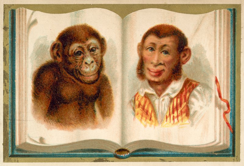 Portraits of an ape and a man (chromolitho) 作者 法语学校