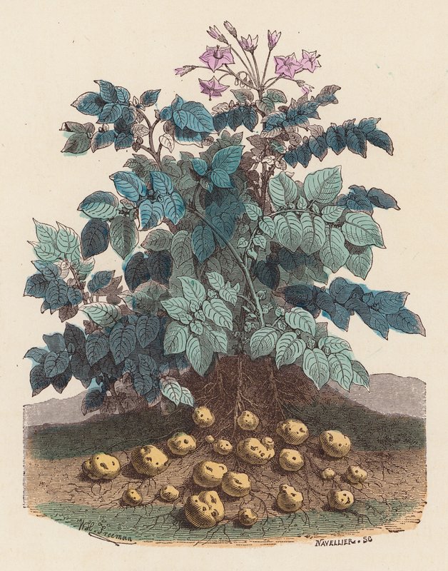 马铃薯植株（彩色雕刻） 作者 法语学校