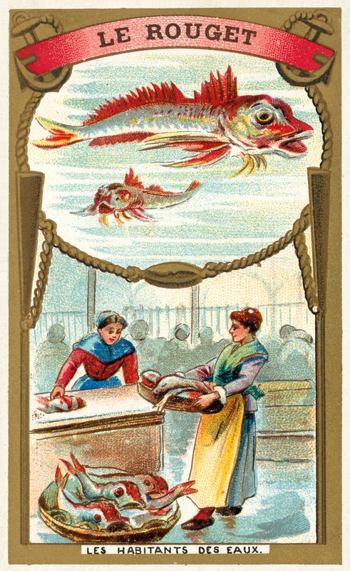 Red mullet (chromolitho) 作者 法语学校