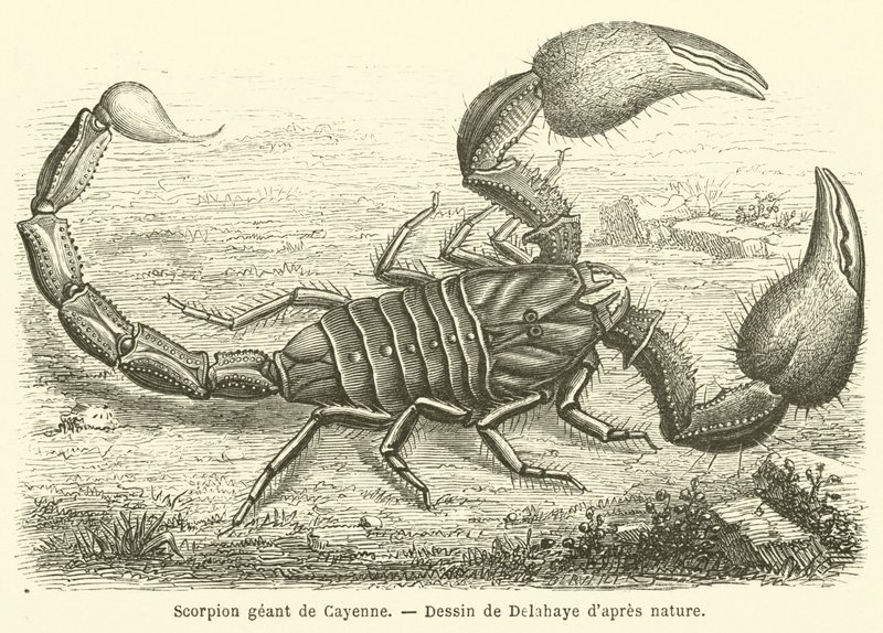 Scorpion geant de Cayenne (engraving) 作者 法语学校