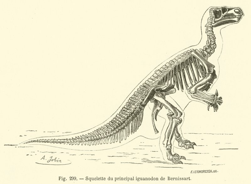 主要 Bernissat iguanodon 的骨架（雕刻） 作者 法语学校