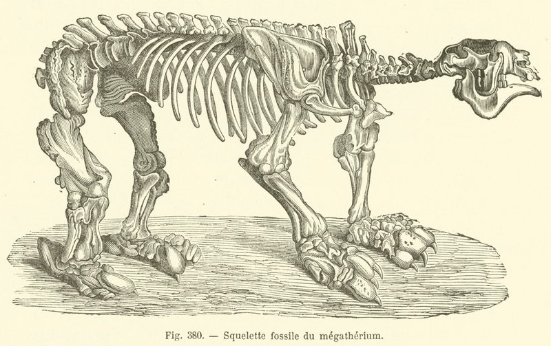 巨兽化石（雕刻）（Squelette fossile du megatherium）。 作者 法语学校