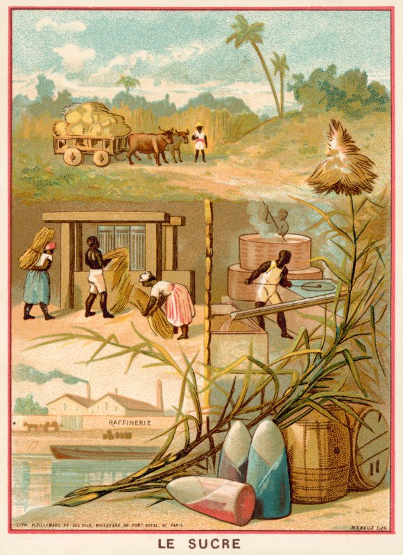 Sugar (chromolitho) 作者 法语学校