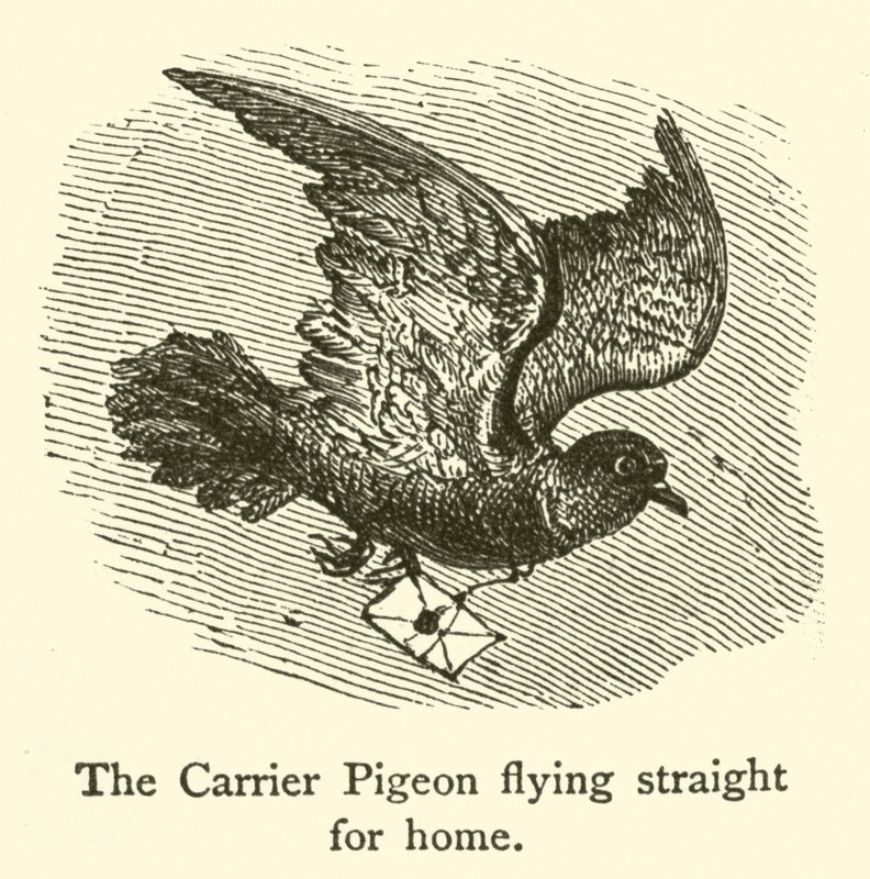 The Carrier Pigeon flying straight for home (engraving) 作者 法语学校