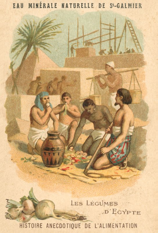 The vegetables of Egypt (chromolitho) 作者 法语学校