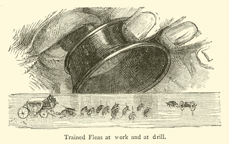 Trained Fleas at work and at drill (engraving) 作者 法语学校