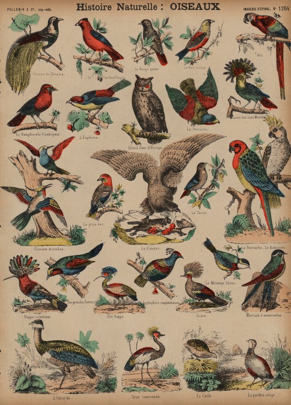 Wild birds (coloured engraving) 作者 法语学校