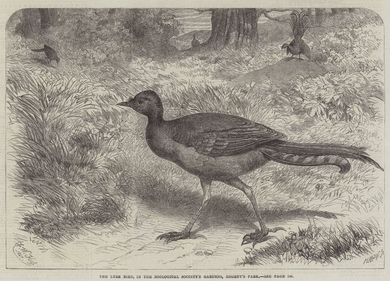 Lyre Bird，在动物园的花园，摄政公园 作者 弗里德里希·威廉·凯尔