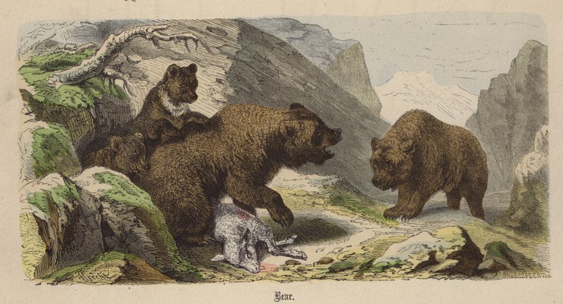 Bear (coloured engraving) 作者 弗里德里希·斯佩克特（Friedrich Specht）