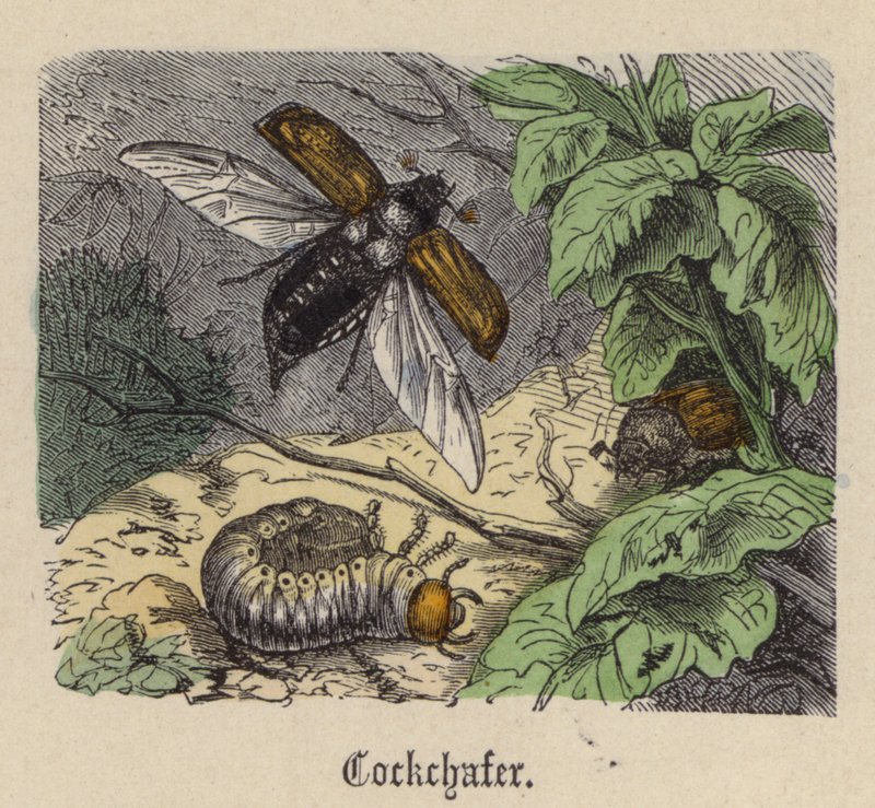 Cockchafer（彩色雕刻）。 作者 弗里德里希·斯佩克特（Friedrich Specht）