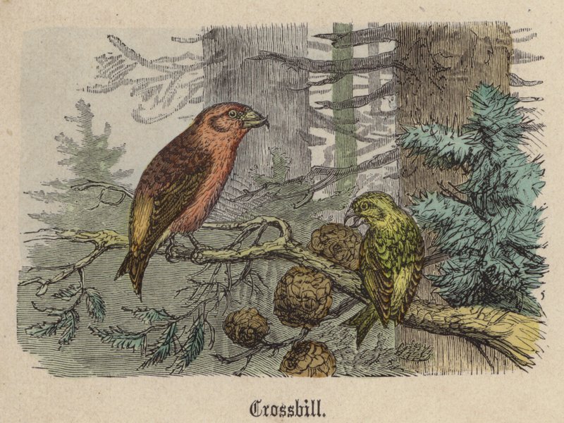 Crossbill（彩色雕刻） 作者 弗里德里希·斯佩克特（Friedrich Specht）
