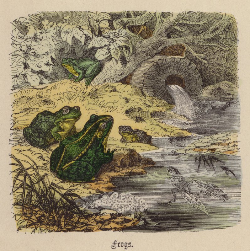 青蛙（彩色雕刻） 作者 弗里德里希·斯佩克特（Friedrich Specht）