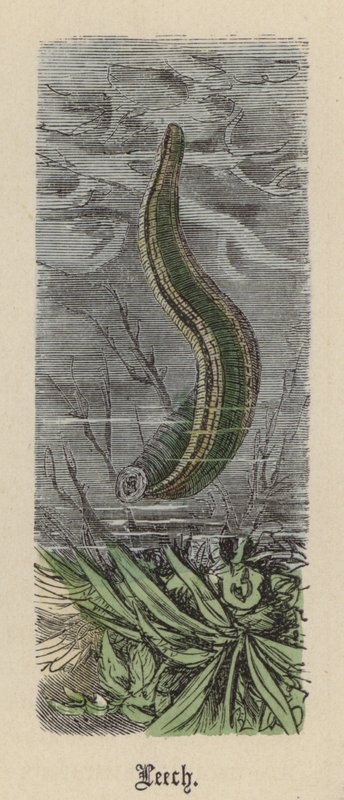 李奇（彩色雕刻 作者 弗里德里希·斯佩克特（Friedrich Specht）