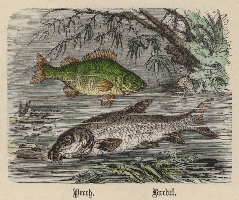 鲈鱼, Barbel (彩色雕刻) 作者 弗里德里希·斯佩克特（Friedrich Specht）